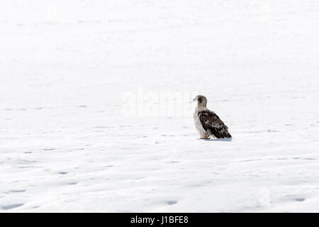 Weißkopf-Seeadler / Weisskopfseeadler (Haliaeetus Leucocephalus), junger Vogel sitzt auf eingefroren, Schnee bedeckten Boden, Yellowstone, Wyoming, USA. Stockfoto