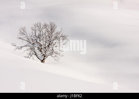 Eine einzige Berg ahorn Baum steht in einer verschneiten Landschaft Stockfoto