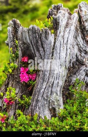 Felsritzen (Rhododendron Ferrugineum) Blüte im Baumstamm Stockfoto
