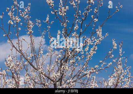 Blühende Zweige der wilde Aprikosenbaum gegen blauen Frühlingshimmel Stockfoto