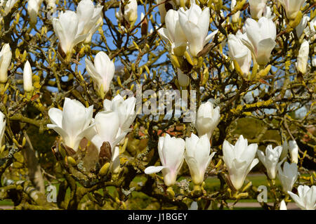 Magnolia 'Columbus' (Magnolia Denudata x Magnolia Veitchii) Stockfoto