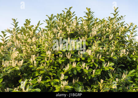 Kirschlorbeer-Blumen im Frühling - Prunus Laurocerasus Blumen Stockfoto