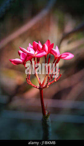 Foto-Makro Frangipani schönen sonnigen Tag Stockfoto