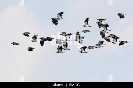 Große Herde von europäischen Northen Kiebitze (Vanellus Vanellus) auf der Flucht vor einem blauen Himmel Stockfoto