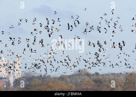 Große Herde von Hunderten von europäischen Northen Kiebitze (Vanellus Vanellus) im Flug Stockfoto
