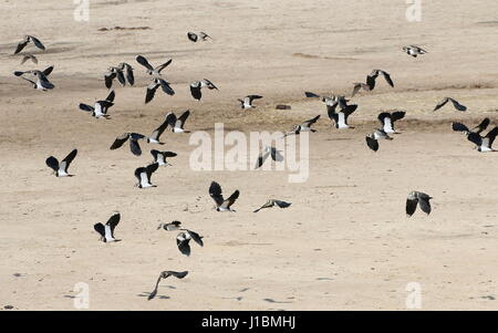 Große Herde von europäischen Northen Kiebitze (Vanellus Vanellus) Aufbruch in Flug Stockfoto