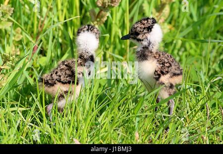 Zwei Baby nördlichen Kiebitz Küken (Vanellus Vanellus) treffen im Frühjahr in die hohe Gräser Stockfoto