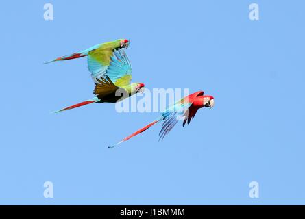 Paar von South American Military Aras (Ara Militaris) im Flug zusammen mit rot und grün oder grün, geflügelten Aras (Ara Chloropterus). Stockfoto