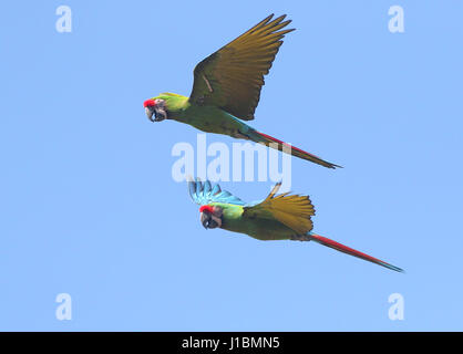 Paar von South American Military Aras (Ara Militaris) in enger Flug Stockfoto