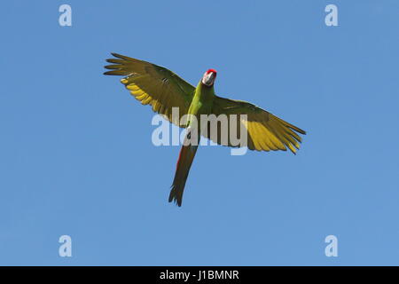 South American Soldatenara (Ara Militaris) im Flug Stockfoto