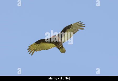 Türkei-Geier (Cathartes Aura) mit Flügel gleiten. Stockfoto