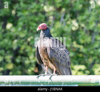 Perching Türkei Geier (Cathartes Aura). Stockfoto