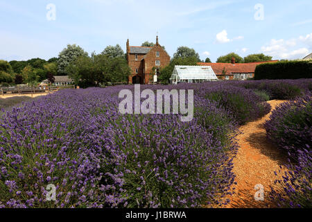 Felder der Lavendel wächst im Zentrum Norfolk Lavender, Heacham Dorf North Norfolk, England Stockfoto