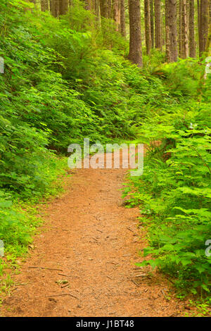 Cascade Kopf Trail, Cascade Kopf zu bewahren, Oregon Stockfoto