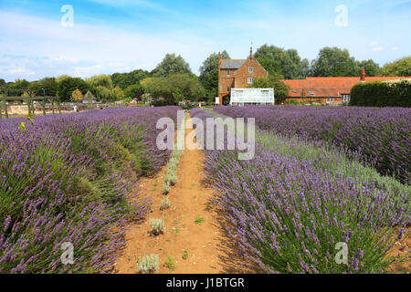 Felder der Lavendel wächst im Zentrum Norfolk Lavender, Heacham Dorf North Norfolk, England Stockfoto