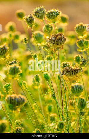 Queen Anne es Lace in Prince Edward Island, Canada Stockfoto