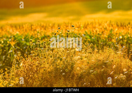 Queen Anne es Lace in Prince Edward Island, Canada Stockfoto