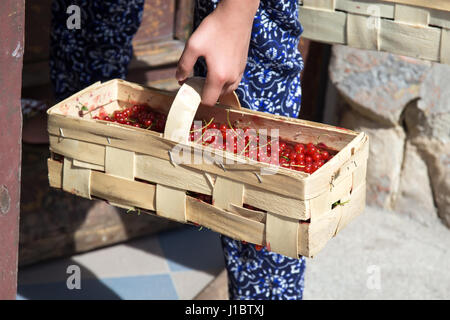 A young woman carries a freshly cut red currant in the basket Stockfoto