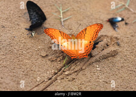 Vindula Erota-Common Cruiser Schmetterling auf dem Sand von der Osten-linken Ufer der Nam Ou-Reisschüssel. SOP Chem Dorf Lu Hill Tribe bekannt f Stockfoto