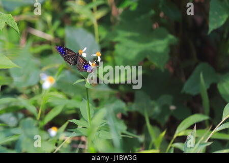 Euploea Mulciber gestreift blau Krähe Schmetterling ist in Indien und Südostasien gehört zu den Danaid der Bürste leichtfüßig Familie gefunden. Fütterung auf weiblich Stockfoto