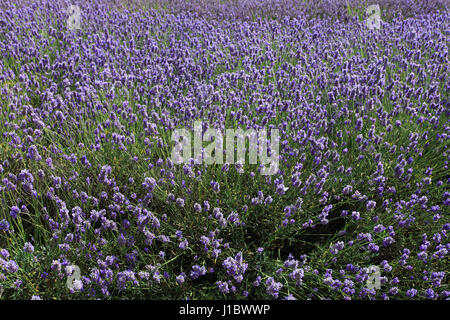 Felder der Lavendel wächst im Zentrum Norfolk Lavender, Heacham Dorf North Norfolk, England Stockfoto