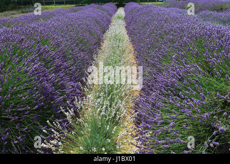 Felder der Lavendel wächst im Zentrum Norfolk Lavender, Heacham Dorf North Norfolk, England Stockfoto