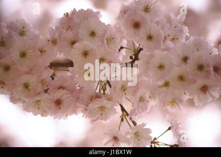 Das weiche rosa Blüten der Higan-Kirsche, Prunus Subhirtella, im Frühjahr. Stockfoto