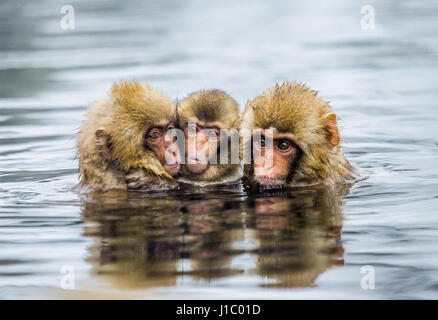Gruppe japanischer Makaken, die in einer heißen Quelle im Wasser sitzen. Japan. Nagano. Jigokudani Affenpark. Stockfoto