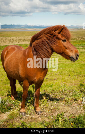 Portrait, close-up eines braunen isländischen Pferdes Equus Ferus Caballus, schaut in die Kamera, Island. Stockfoto