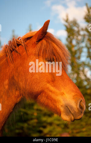 Headshot, close-up eines braunen isländischen Pferdes Equus Ferus Caballus, schaut in die Kamera, Island. Stockfoto