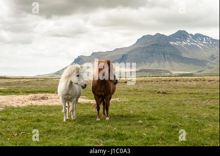 Weißer und brauner Islandpferde, Equus Ferus Caballus, stehend auf einem Feld mit Bergen im Hintergrund, Island. Stockfoto