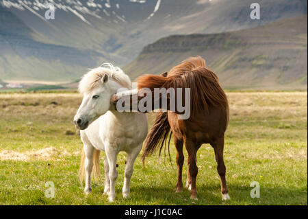 Weißer und brauner Islandpferde, Equus Ferus Caballus, stehend auf einem Feld mit Bergen im Hintergrund, Island. Stockfoto