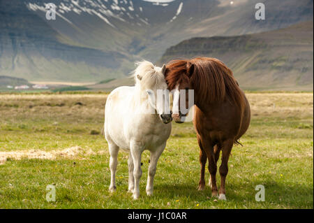 Weißer und brauner Islandpferde, Equus Ferus Caballus, stehend auf einem Feld mit Bergen im Hintergrund, Island. Stockfoto