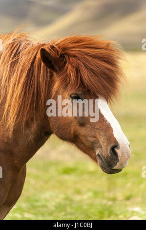 Headshot, close-up eines braunen isländischen Pferdes Equus Ferus Caballus, schaut in die Kamera, Island. Stockfoto