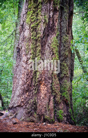 Mammutbaum, Redwood Coast, coastal Redwood, California Redwood, Sequoia Sempervirens, Reife Baumstamm, Big Basin Redwoods State Park, Kalifornien, Stockfoto