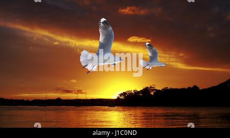 Zwei Möwen im Flug mit einem auffällig Orange Sunrise Over Water mit goldenen Wasserspiegelungen und Gewitterwolke... Fotografiert in Lake Macquarie Stockfoto