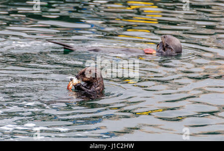 Mutter und junge / Baby Seeotter Essen Krabben im Wasser an der Morro Bay, Kalifornien Stockfoto