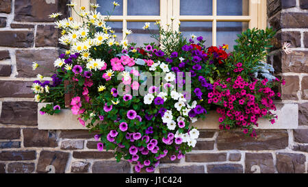 Blumen am Schwefelberg Hot Springs, Banff National Park, Alberta, Kanada Stockfoto