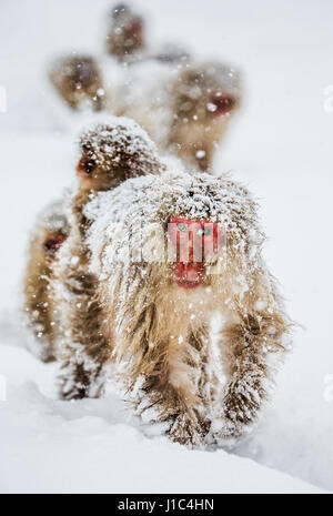 Eine Gruppe japanischer Makaken geht zu einer heißen Quelle im tiefen Schnee. Japan. Nagano. Jigokudani Affenpark. Stockfoto