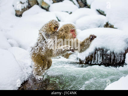 Japanische Makaken, die durch einen kleinen Fluss springen. Japan. Nagano. Jigokudani Affenpark. Stockfoto