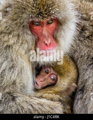 Mom mit einem Baby des japanischen Makaken sitzt neben den Steinen. Japan. Nagano. Jigokudani Affenpark. Stockfoto