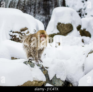 Japanische Makaken auf den Felsen in der Nähe der heißen Quellen. Japan. Nagano. Jigokudani Affenpark. Stockfoto