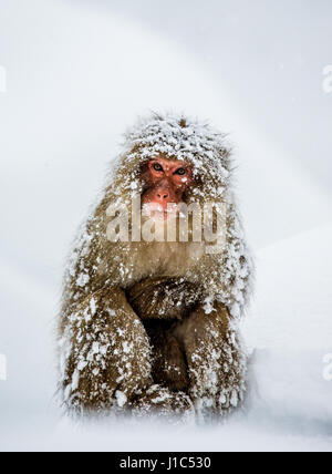 Japanische Makaken sitzen im Schnee. Japan. Nagano. Jigokudani Affenpark. Stockfoto