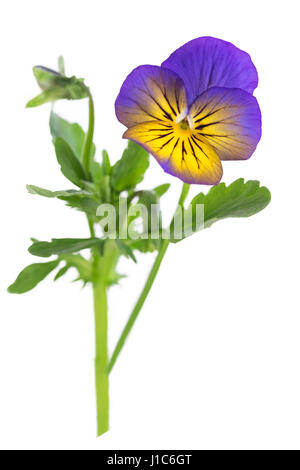 Viola Tricolor schön Stiefmütterchen, als Symbol für die Ankunft des Frühlings und der anhaltenden Stockfoto