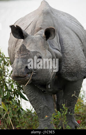 Große One-Horned-Nashorn (Rhinoceros Unicornis) in Kaziranga Nationalpark, Indien Stockfoto