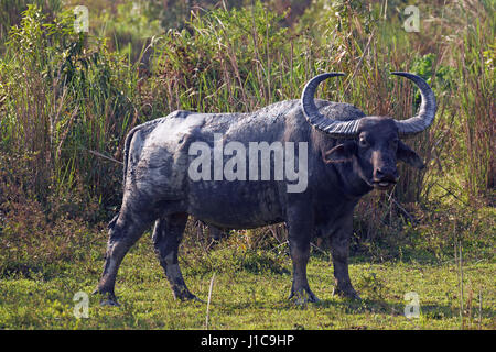 Wilde asiatische Büffel (Bubalus Arnee) in Kaziranga Nationalpark, Indien Stockfoto