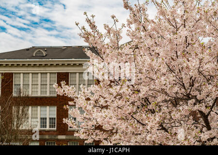 Nördlicher japanischer Hügelkirsche (Prunus sargentii) und Ziegelgebäude Stockfoto