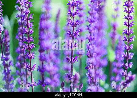 Lavendel Blumenfeld, frische lila aromatischen Wildblumen, natürlichen Hintergrund, Makro mit soft-Fokus Stockfoto