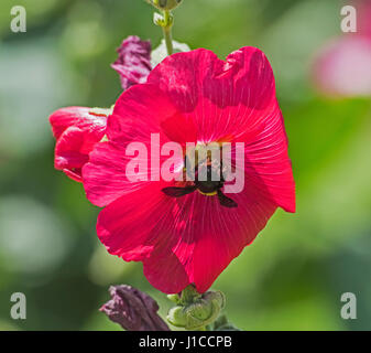 Close-up Detail einer Honigbiene Apis Pollen sammeln auf lila Hibiskus Blume im Garten Stockfoto