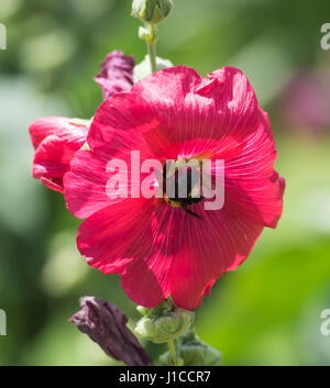 Close-up Detail einer Honigbiene Apis Pollen sammeln auf lila Hibiskus Blume im Garten Stockfoto